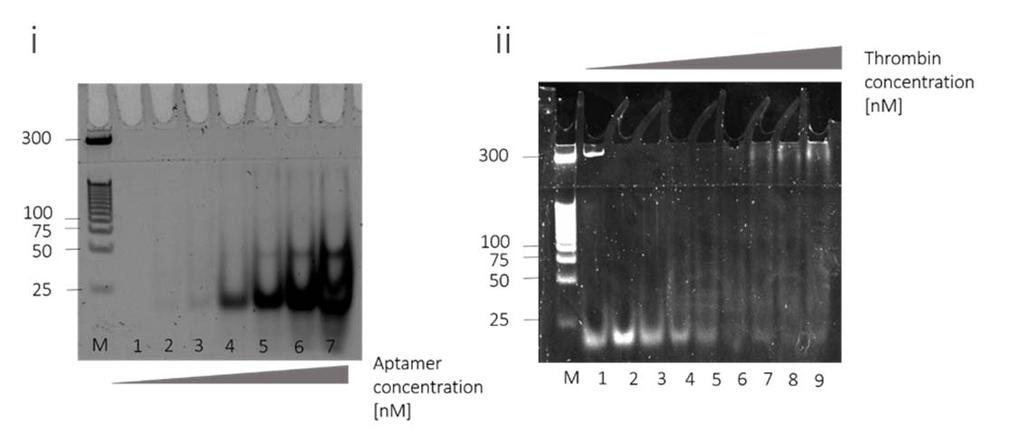 a b Supplementary Figure 7. Electrophoretic mobility shift assay (EMSA) to confirm the binding of the aptamers to thrombin and AChE targets.