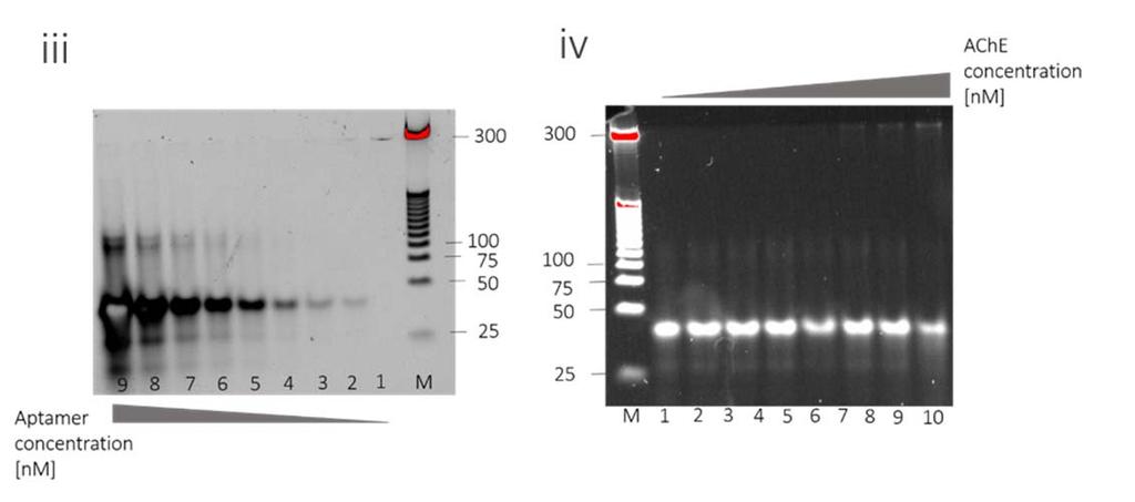 (i) Thrombin (750 nm) was incubated with different concentration of modified TBA aptamer (top left) ranging from 0 5000 nm in 140 mm NaCl, 20 mm MgCl 2, 20 mm PBS buffer ph 7.4 for 45 mins.