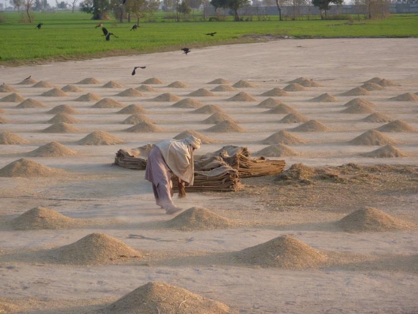 problem in Pakistani Basmati rice major cause: