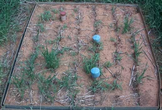 (a) (b) Figure 1: Weed cover on (a) north and (b) south lysimeters in March 21 (21-2 summer fallow period).