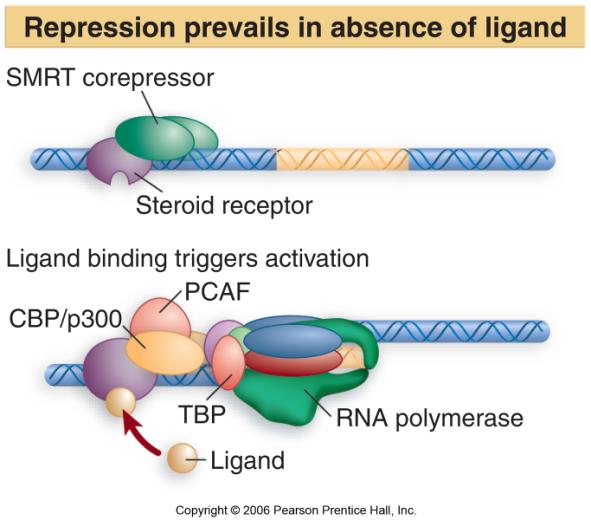 The promoter is not expressed. When SMRT is displaced by binding of ligand, the receptor binds a coactivator complex. activation of transcription by the basal apparatus.