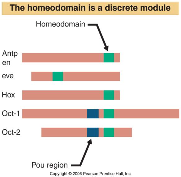 25.11 Homeodomains Bind Related Targets in DNA The homeodomain is a DNA-binding domain of 60 amino acids that has three α-helices.