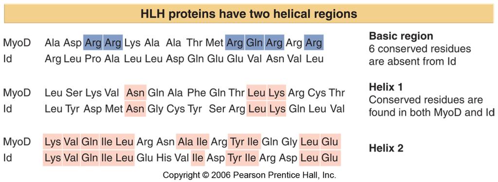 12 Helix-Loop-Helix Proteins Interact by Combinatorial Association All HLH proteins have regions corresponding to helix 1 and helix 2, separated by a loop of 10-24 residues.