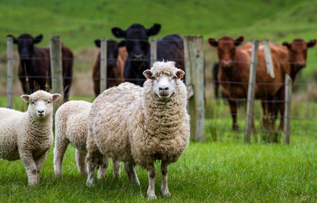 BioStart Ruminant Sheep & Beef Cattle