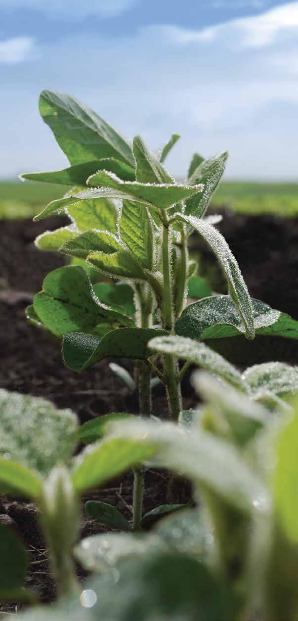 Protecting Highvalue Seed to Deliver Higher Returns Growers are always on the lookout for ways to protect and defend their soybeans from yieldlimiting factors that can put a dent in profit potential.