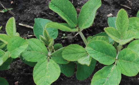 The fungicide component of, market-leading ApronMaxx brand seed treatment, contributes to the assurance of a successful soybean crop by providing effective protection against earlyseason soybean