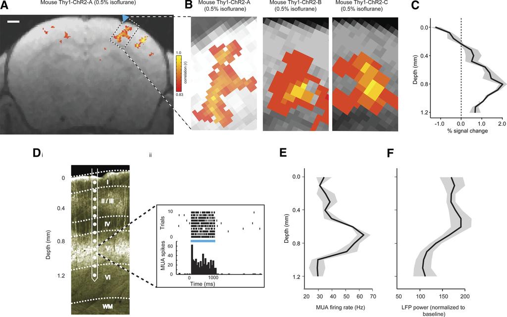 Innovative Methodology Opto-fMRI IN AWAKE MICE 1399 fig. 5. Opto-fMRI applied to transgenic mice.