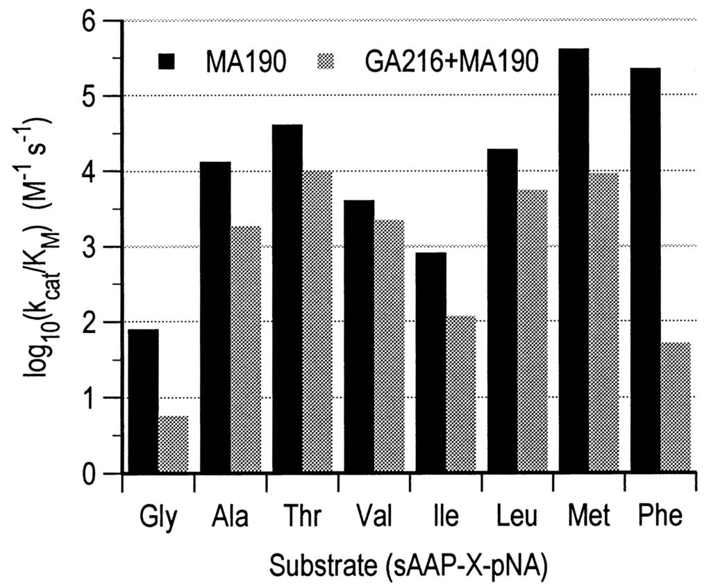 Mutations of Gly216 Affect -Lytic Protease Specificity 721 Agard, 1991; Bone et al., 1989a, 1991; Graham et al., 1993, 1994; Mace et al., 1995).