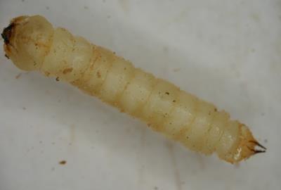Larvae of Agrilus