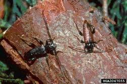 Hosts: Within its natural range in Asia, the small Japanese cedar longhorned beetle