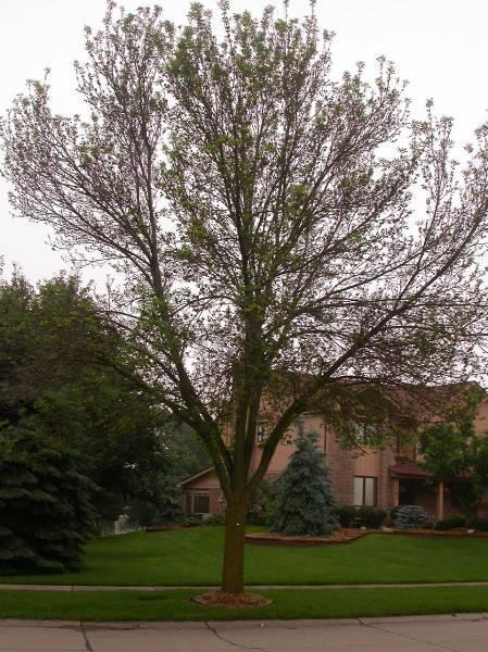 In North America, EAB is a Primary Pest of North American ash trees, attacking and killing healthy ash