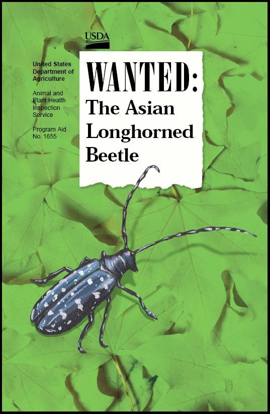 We want you to watch for this one Asian Long-horned Beetle (ALB): The beetle has the potential to damage such industries as lumber, furniture, maple syrup,