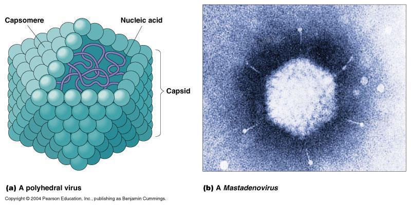 Virus Shapes cont d: 2) Polyhedral/Icosahedral - has many