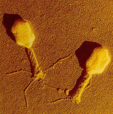 - This is the typical structure of Bacteriophages (viruses that attack bacteria).