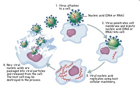 2 methods of Viral replication: (also called Infectious Cycles) 1) Lytic Cycle the virus enters the cell, replicates itself hundreds of times, and then bursts out of the cell destroying it 1.