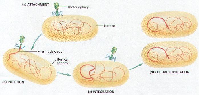 2) Lysogenic Cycle the virus enters the cell, viral DNA integrates with the host DNA and becomes inactive, the host functions normally - an environmental change may then cause the virus to enter the