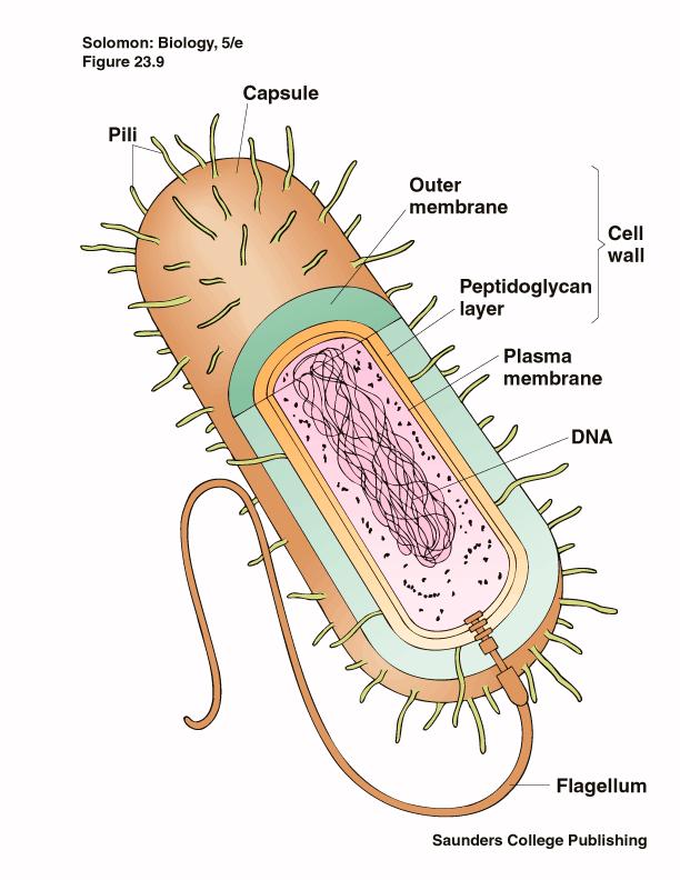 Characteristics of Bacteria Prokaryotic Cells: unicellular (single-celled) no nuclear