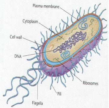 Morphology Prokaryotic, lacking a nucleus and complex organelles.
