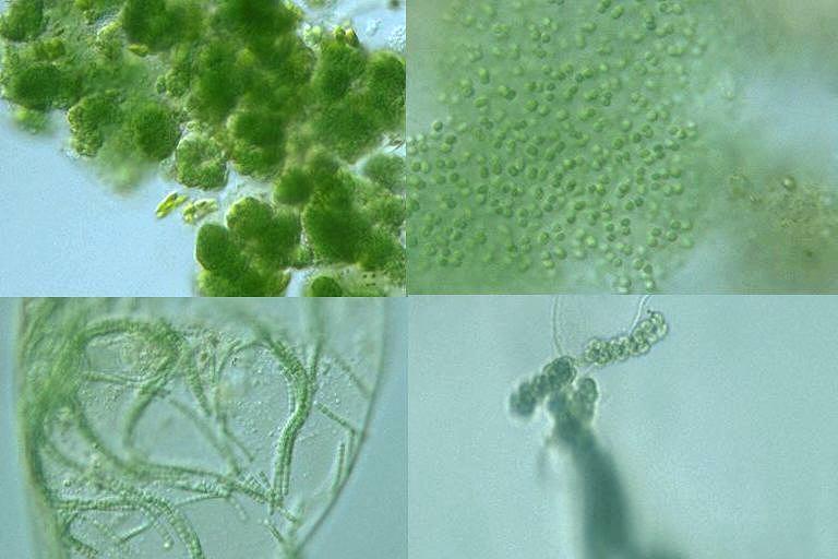 Example: Cyanobacteria Photosynthetic bacterium Bluish-greenish color Contain membranes that carry out the process of photosynthesis Do not contain the same type of