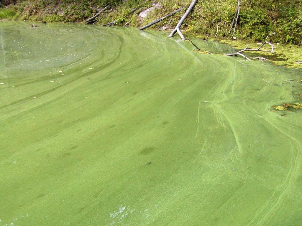 Why are Cyanobacteria not in the Plant Kingdom?