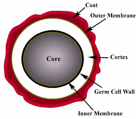 Spore Formation: Endospore A type of dormant cell (sometimes for years) Exhibit no signs of life Highly resistant structure that forms