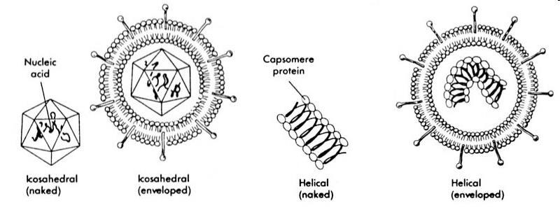 Basic Structure of a Virion (a virus particle) Genetic material RNA (ss) or DNA (ds) core Capsid (or head) protein coat that surrounds and protects the genetic material Note: