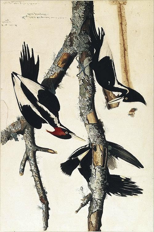 Ivory-billed woodpecker Thought to be extinct Sighted in Arkansas 2005 Birds are important: control populations of