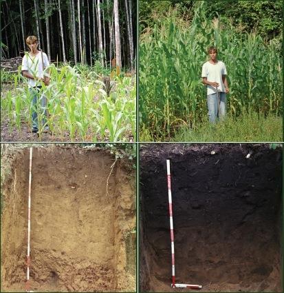three times faster compared to adjacent infertile land Soils in Ecuador and Peru, Africa (Benin,