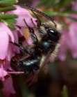 Honeybee Helper Claim to Fame: Early and efficient pollinator Early season