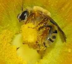 Honey Bee Most important pollinator: pollinates 1/3 rd of the food