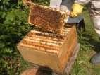 Beekeeping Basics: spring Rapid growth Check Queen performance