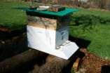 Hot Line Question I ve been thinking about keeping honey bees. Ar