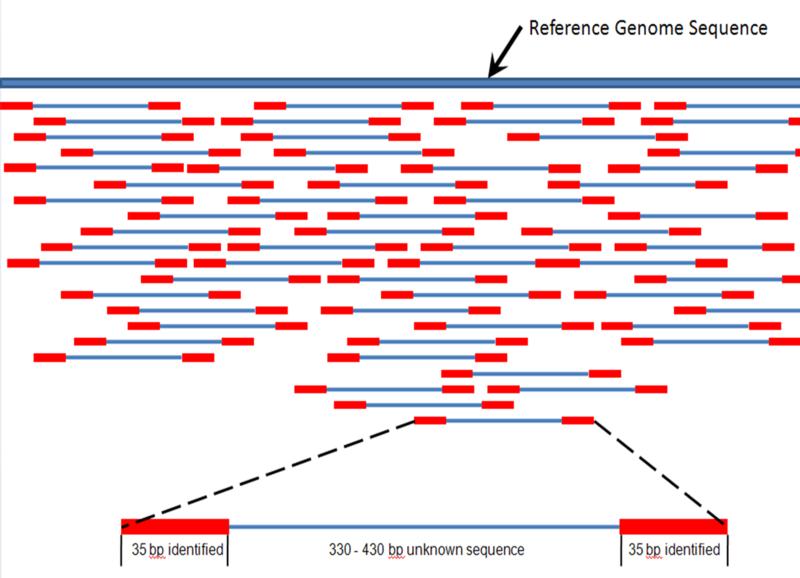 Sequencing for Recognition of Genes and Gene Mutations Targeted sequencing of single genes is used for phylogenetic studies and for detection of mutations Next-generation sequencing of partial or
