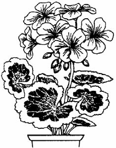 3. A market gardener produces large numbers of attractive, large flowered geranium plants.