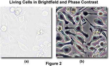 Phase contrast microscopy A large spectrum of living biological specimens are virtually transparent when observed in the optical microscope under brightfield illumination.