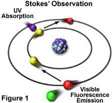 Fluorescence Fluorescence - The process by which a suitable atom or molecule, which is transiently excited by absorption of external radiation at the proper energy level (usually ultraviolet or