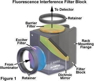 Fluorescence Filter Cube Structure Exciter filter: permits only selected wavelengths from the illuminator to pass through on the way toward the specimen.