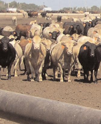 Results from the 2005 National Beef Quality Audit prove cattle producers are doing things right to improve overall beef quality.