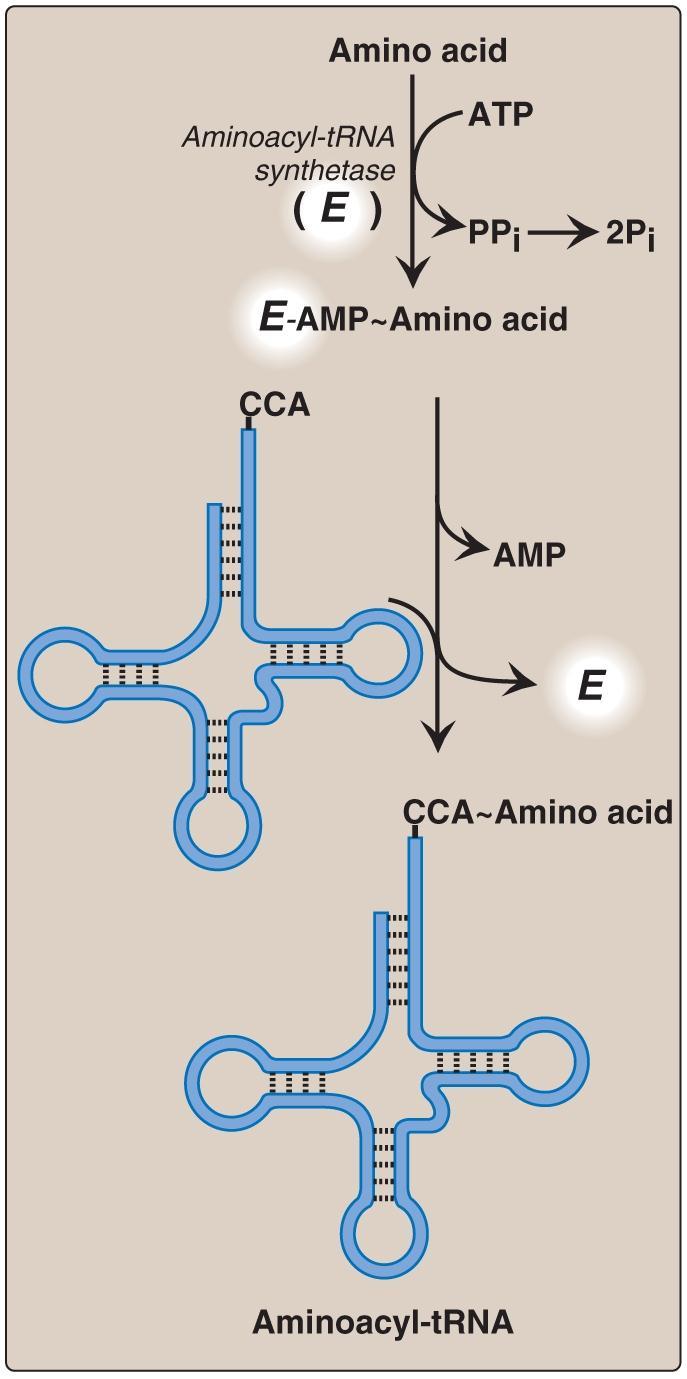 Protein Synthesis III. COMPONENTS REQUIRED FOR TRANSLATION 2. Aminoacyl-tRNA synthetases a) Aminoacyl-tRNA synthetases is required for attachment of amino acids to the 3' end of a trnas.