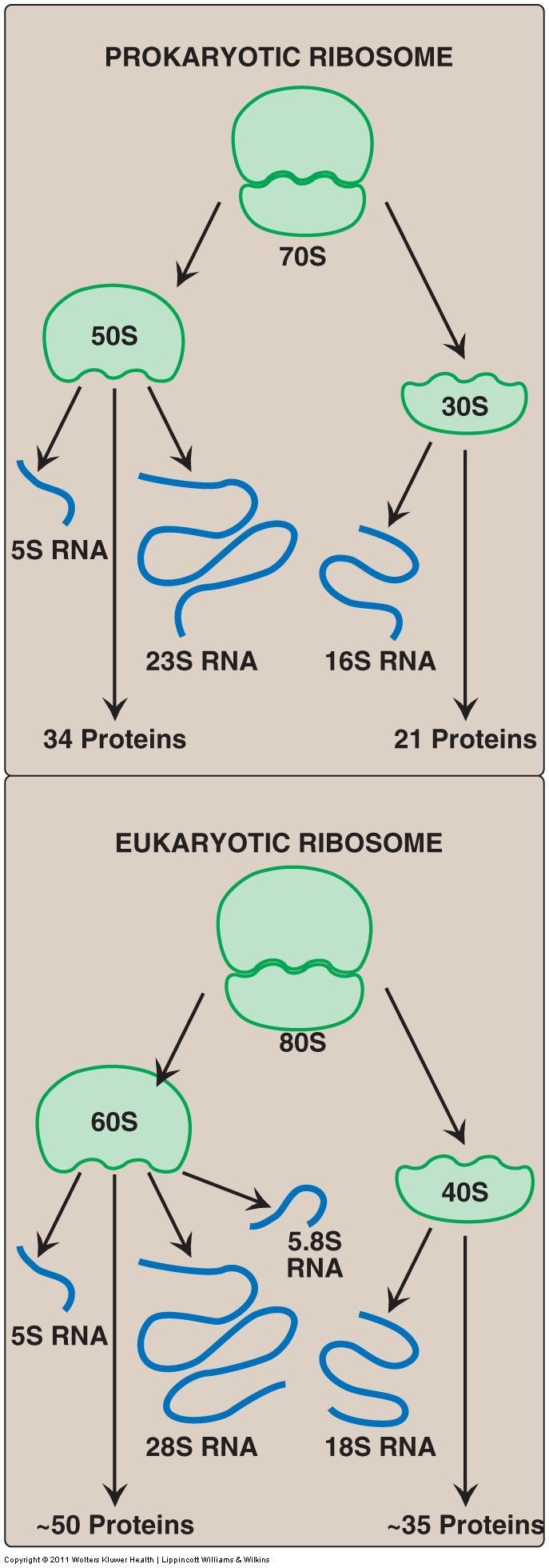 Protein Synthesis III. COMPONENTS REQUIRED FOR TRANSLATION 3. Messenger RNA carries genetic information from the nuclear DNA to the cytosol D.
