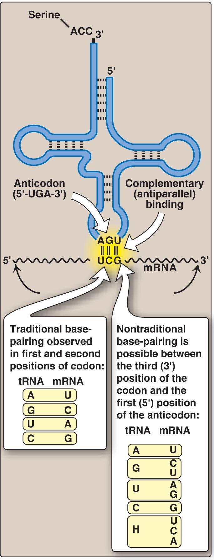 Protein Synthesis IV. CODON RECOGNITION BY trna A. Antiparallel binding between codon and anticodon antiparallel binding of the trna anticodon to the mrna codon.