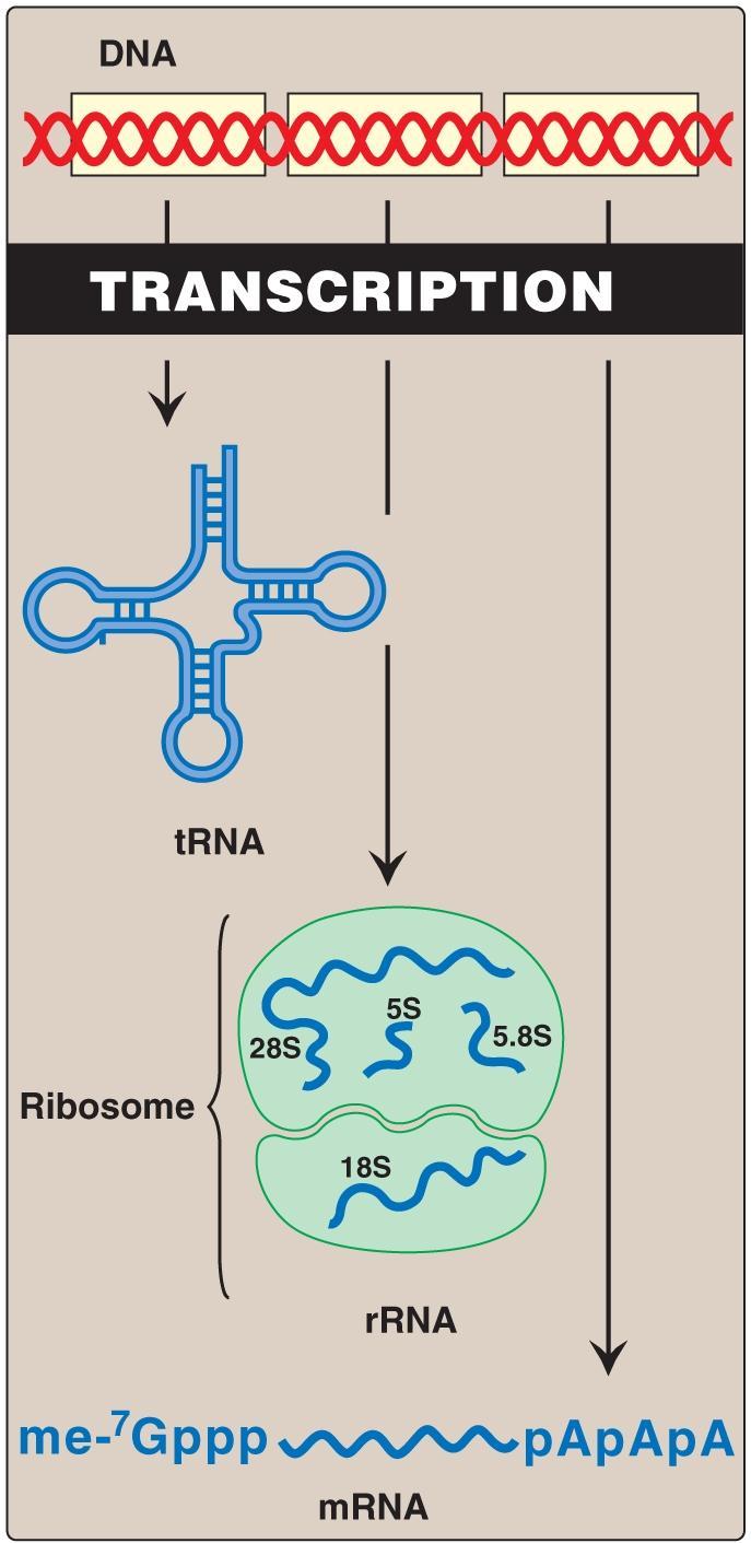 STRUCTURE OF RNA RNA, adenine forms a base pair with uracil and guanine with cytosine There are three major types of RNA that participate in the process of protein synthesis: 1.