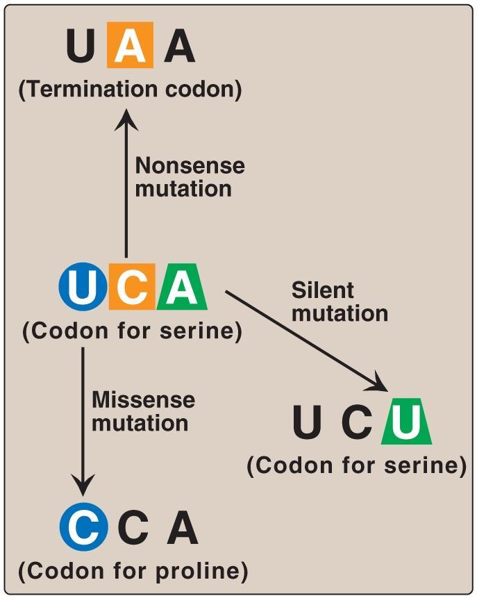 Mutations Consequences of altering the nucleotide sequence: Figure 31.