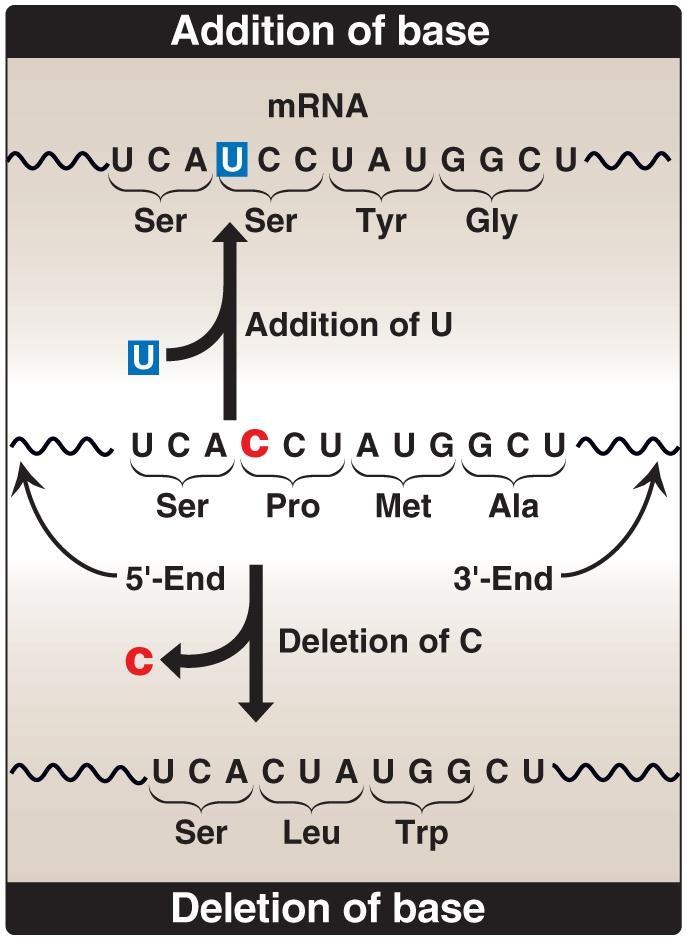 Mutations Consequences of altering the nucleotide sequence: 4. Frame-shift mutations: one or two nucleotides are either deleted from or added to the coding region of a message sequence.