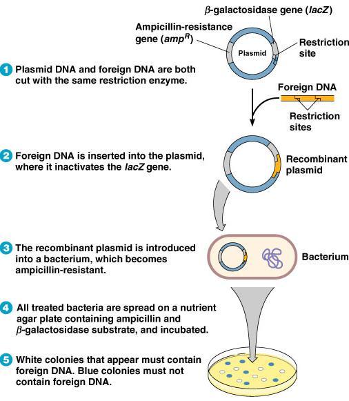 Recombinant DNA Technology Steps of recombinant DNA technology: A. Isolation and purification of both DNA and vector (plasmid). B. Why gene cloned? 1. Recombinant human insulin. 2.