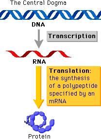 The Central Dogma of Protein Synthesis Transcription is the synthesis of RNA from DNA. Transcription occurs in the nucleus.