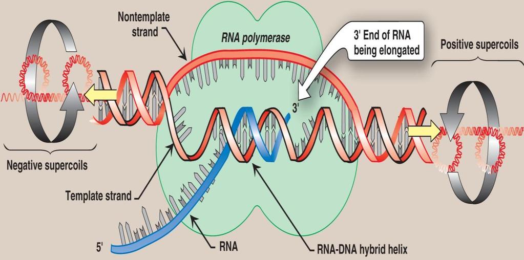 Transcription of RNA from DNA Strand Involves four stages: Binding, Initiation, Elongation and Termination 1.