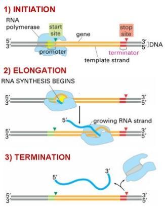 RNA polymerase initiates the synthesis of an RNA chain. 3.
