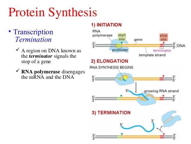 Transcription of RNA from DNA Strand Involves four