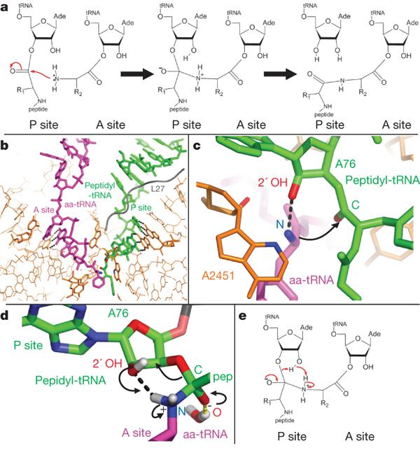 Ribosomal RNA functions Specific atomic contacts are made between rrna
